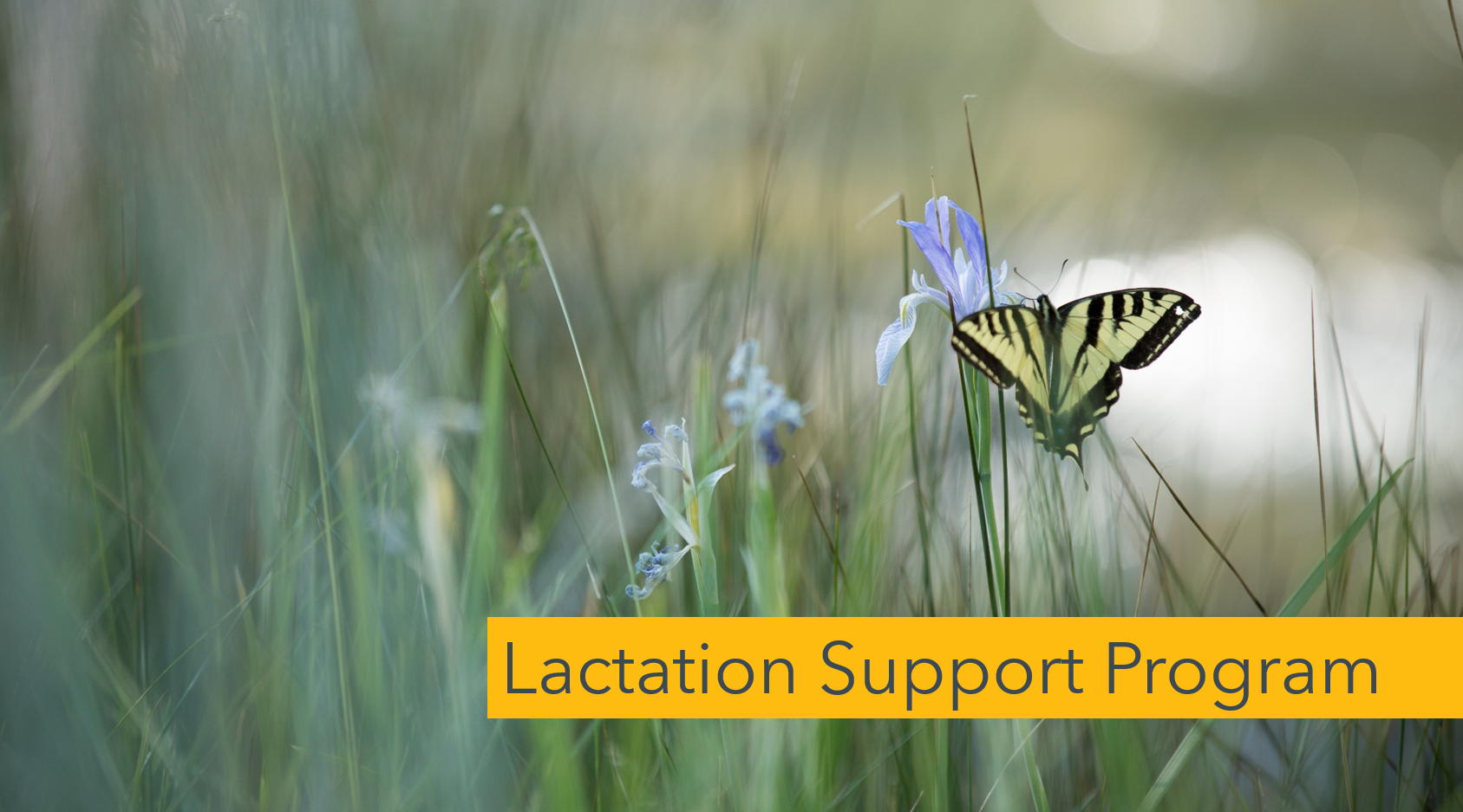Worklife-Lactation Support