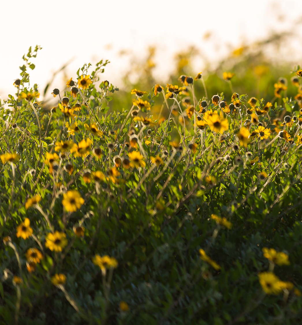 Plants and flowers