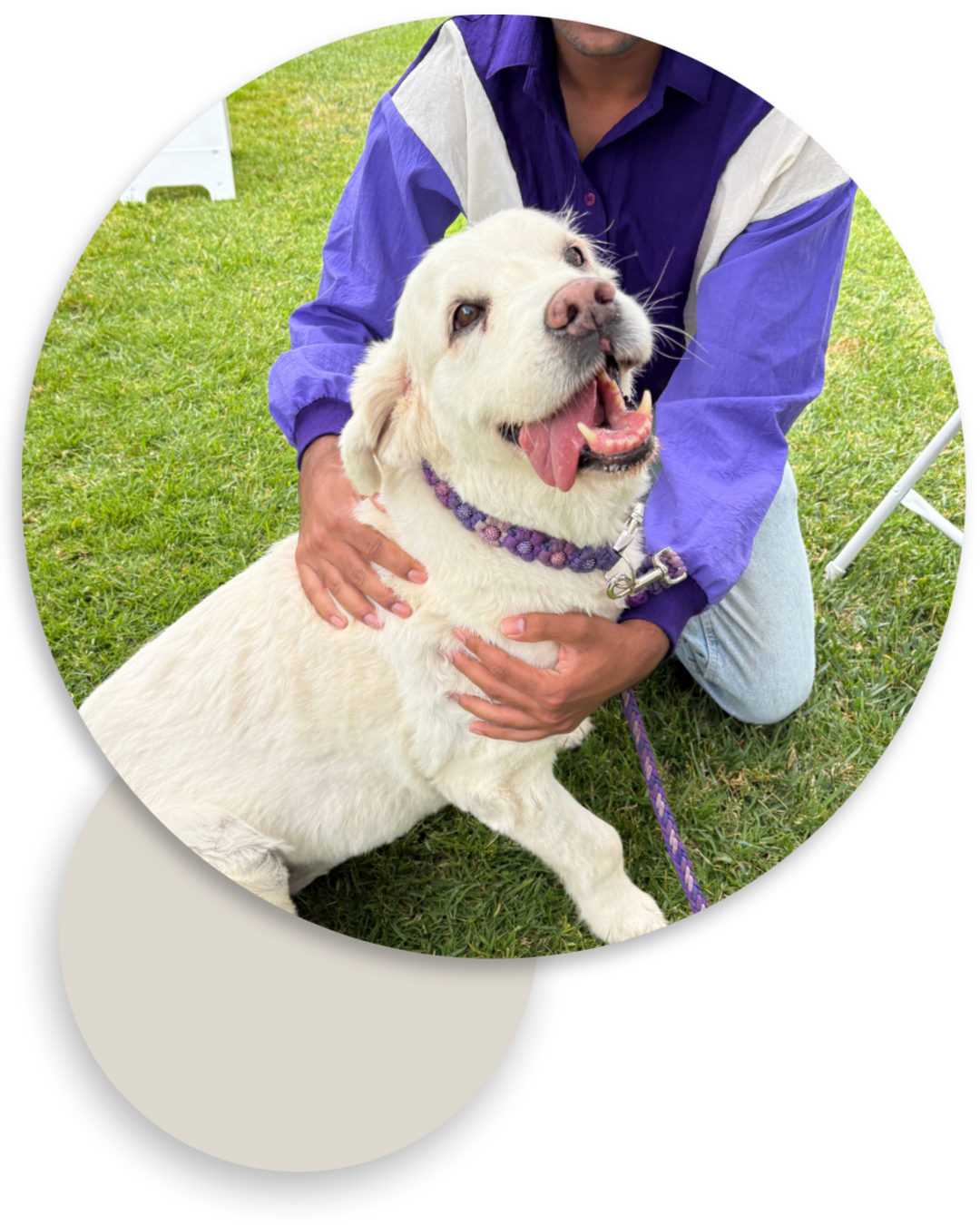 Smiling white dog with a purple collar enjoys pets from a person on a grassy lawn.